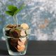 UKDS blog money savvy series make money work for you growing money plant